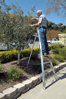 stokes-tripod-orchard-ladders-sold-at-gardenland